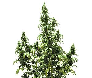AUTOBLUEBERRY ® 3pcs autoflower & feminized (Dutch Passion)