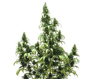 AUTOBLUEBERRY ® 3pcs autoflower & feminized (Dutch Passion)