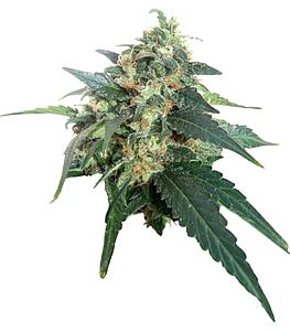 SNOWSTORM #2 ® 3pcs autoflower & feminized (Dutch Passion)