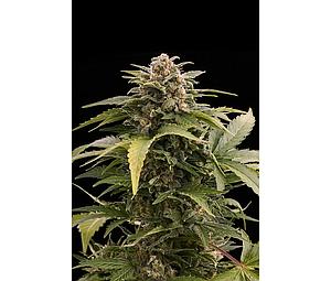 TAIGA ® 3pcs autoflower & feminized (Dutch Passion)