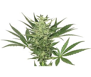 TUNDRA ® 3pcs autoflower & feminized (Dutch Passion)