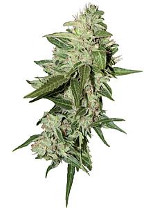 AUTOMAZAR ® 7pcs autoflower & feminized (Dutch Passion)