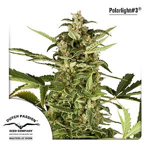 POLARLIGHT #2 ® 7pcs autoflower & feminized (Dutch Passion)