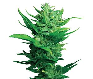 THINK DIFFERENT ® 7pcs autoflower & feminized (Dutch Passion)