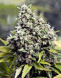 GRAPEFRUIT  4pcs feminized (Female Seeds)