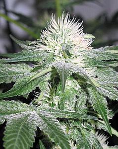 ICE  4pcs feminized (Female Seeds)