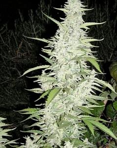 MAROC  4pcs feminized (Female Seeds)