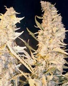 SKUNK SPECIAL  4pcs feminized (Female Seeds)