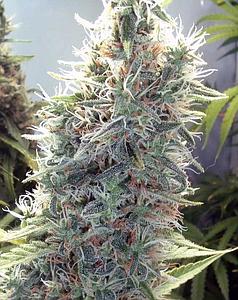 C99  10pcs feminized (Female Seeds)