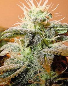 INDOOR MIX  10pcs feminized (Female Seeds)