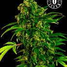 AUTO MASS  3pcs autoflower & feminized (Grassomatic Automatic)