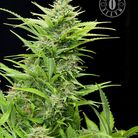 MAXIGOM  3pcs autoflower & feminized (Grassomatic Automatic)