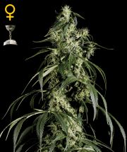 ARJAN'S HAZE # 1  5pcs feminized (Green House Seeds)