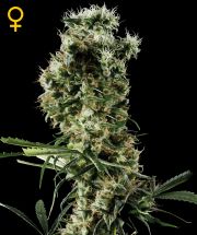 ARJAN'S HAZE # 2  5pcs feminized (Green House Seeds)