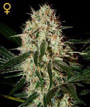 ARJAN'S HAZE # 3  5pcs feminized (Green House Seeds)