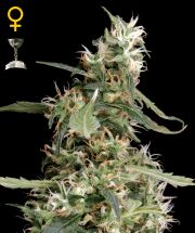 ARJAN'S ULTRA HAZE # 1  5pcs feminized (Green House Seeds)