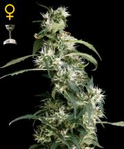 ARJAN'S ULTRA HAZE # 2  5pcs feminized (Green House Seeds)