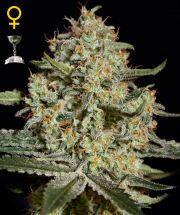 BIG BANG  5pcs feminized (Green House Seeds)