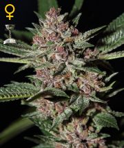 BUBBA KUSH  5pcs feminized (Green House Seeds)