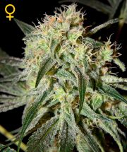 DAMN SOUR  5pcs feminized (Green House Seeds)