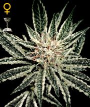 EL NIÑO  5pcs feminized (Green House Seeds)