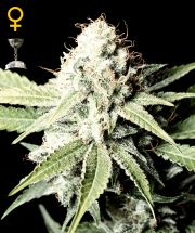 GREAT WHITE SHARK  5pcs feminized (Green House Seeds)