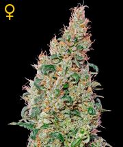 GREEN-O-MATIC  5pcs feminized (Green House Seeds)