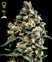 JACK HERER  5pcs feminized (Green House Seeds)