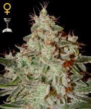 LEMON SKUNK  5pcs feminized (Green House Seeds)