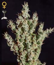 NL5 HAZE  5pcs feminized (Green House Seeds)