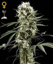 SUPER LEMON HAZE  5pcs feminized (Green House Seeds)