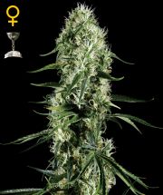 SUPER SILVER HAZE  5pcs feminized (Green House Seeds)