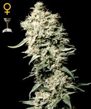 WHITE RHINO  5pcs feminized (Green House Seeds)