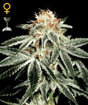 WHITE WIDOW  5pcs feminized (Green House Seeds)