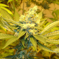 AC DIESEL  5pcs feminized (Homegrown Fantaseeds)