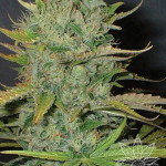 AFGHANI  5pcs feminized (Homegrown Fantaseeds)