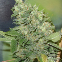 ARMAGEDDON  5pcs feminized (Homegrown Fantaseeds)