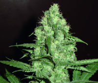 HOMEGROWN CHEESE  5pcs feminized (Homegrown Fantaseeds)