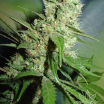 JACK HERER  5pcs feminized (Homegrown Fantaseeds)