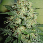 NORTHERN LIGHT  5pcs feminized (Homegrown Fantaseeds)