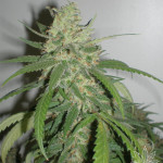 SPR HAZE  5pcs feminized (Homegrown Fantaseeds)