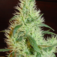 WHITE WIDOW  5pcs feminized (Homegrown Fantaseeds)