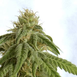 AFRODITE  5pcs feminized (Kannabia Seeds)