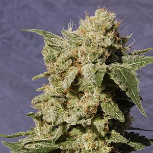 BCN DIESEL  5pcs feminized (Kannabia Seeds)