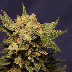 BIG BAND  5pcs feminized (Kannabia Seeds)