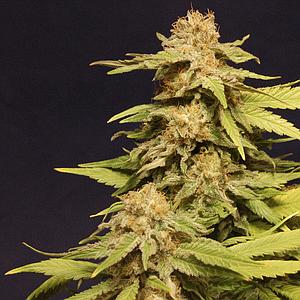 KANNABIA SPECIAL  5pcs feminized (Kannabia Seeds)