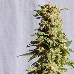 LA BLANCA  5pcs feminized (Kannabia Seeds)