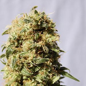 LA REINA DE AFRICA  5pcs feminized (Kannabia Seeds)