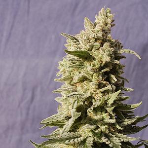 MATARO BLUE  5pcs feminized (Kannabia Seeds)