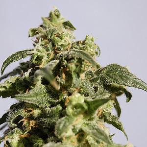 POWER SKUNK  5pcs feminized (Kannabia Seeds)